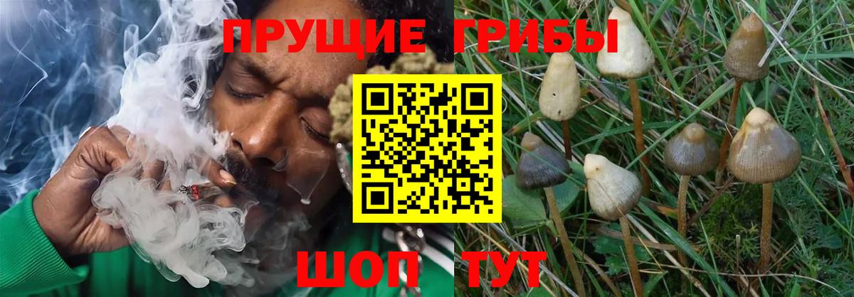 Усолье-Сибирское  Псилоцибиновые грибы GOLDEN TEACHER  Вход с VPN  Галлюциногенные грибы Psilocybe 
